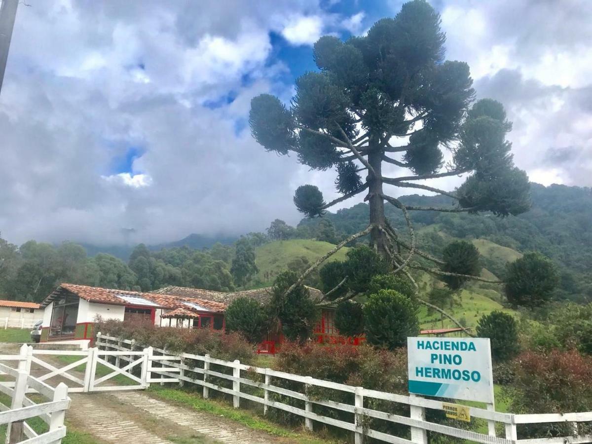 Ecohotel Pinohermoso Reserva Natural Саленто Экстерьер фото